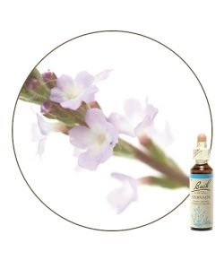 Vervain (n°31), 20 ml